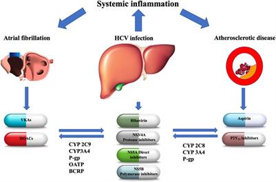 Drug-drug interactions between antithrombotics and direct-acting antivirals in hepatitis C virus (HCV) patients: A brief, updated report